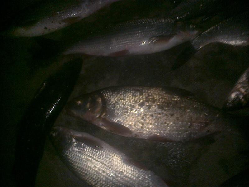 Picture 012 (Medium).jpg