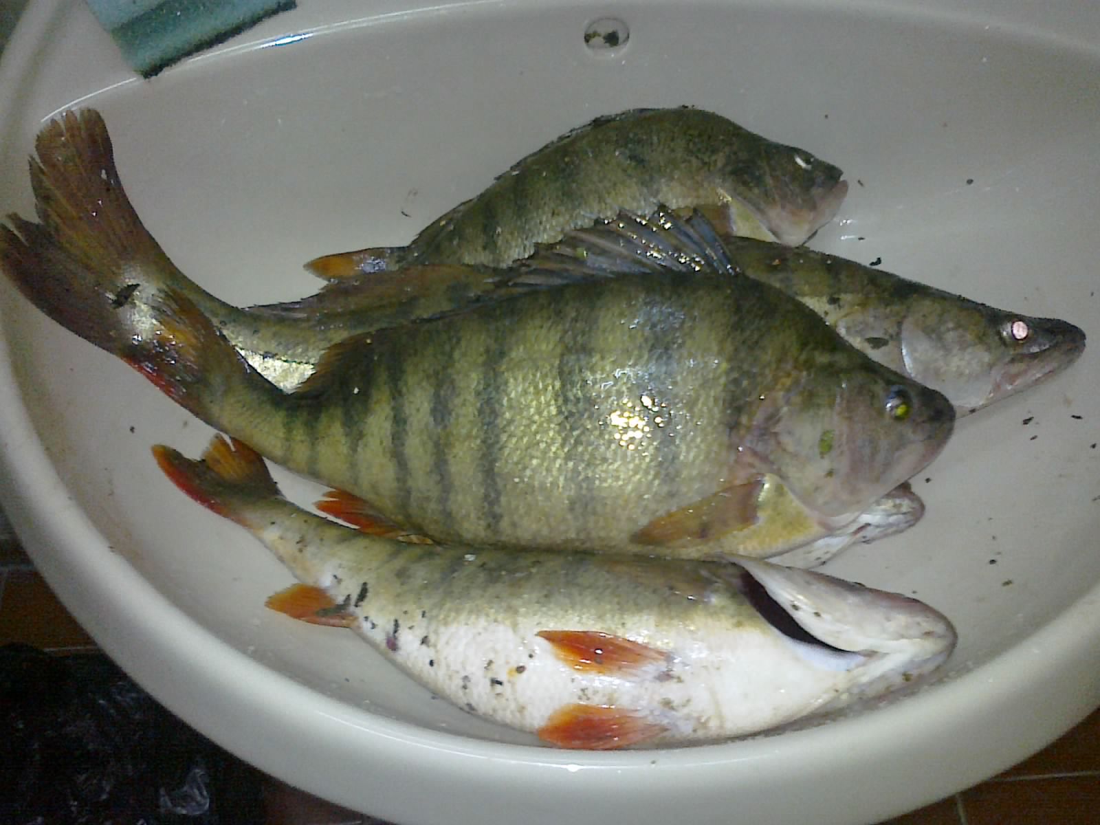 29102011293.jpg