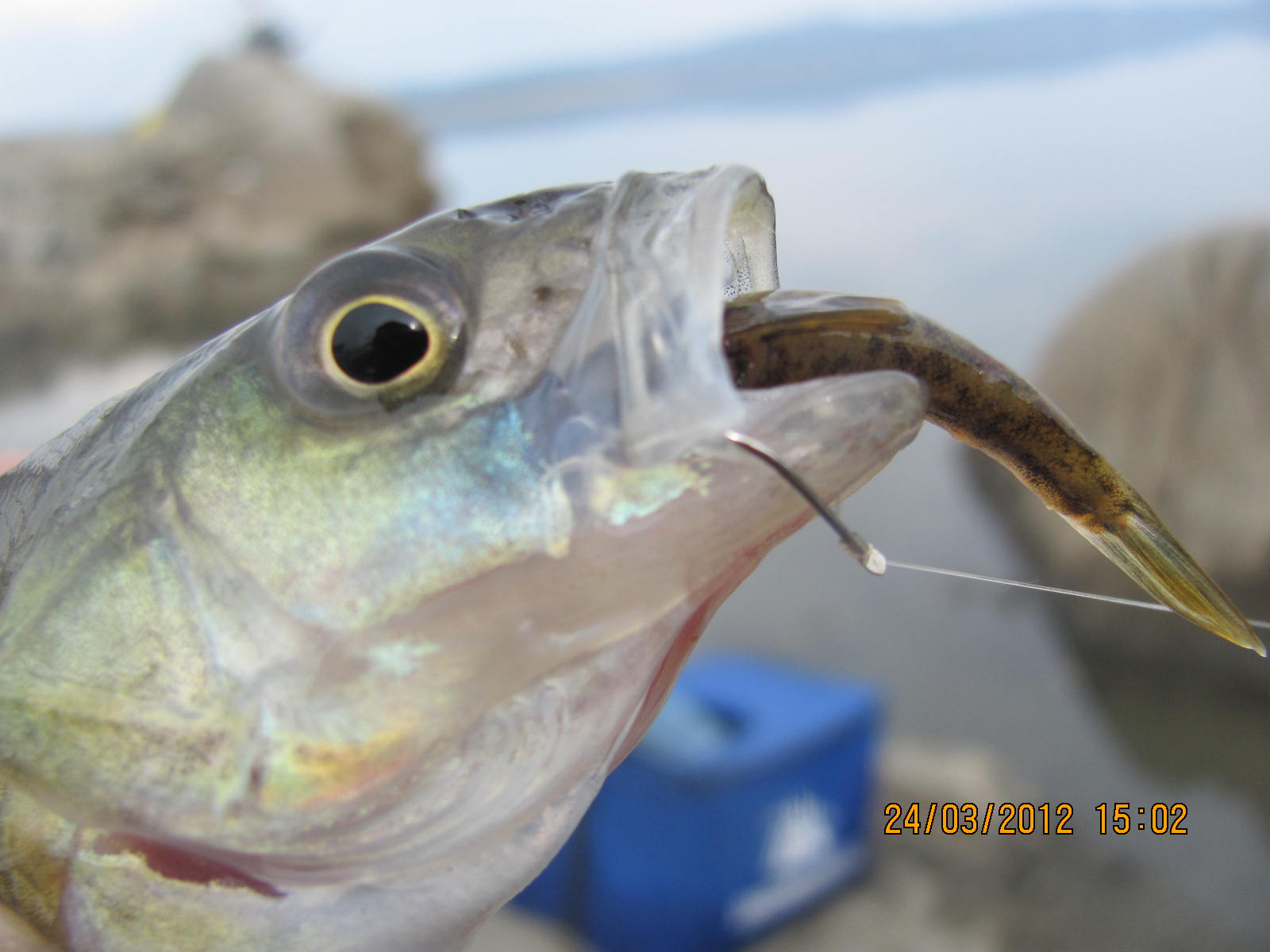 24 03 11-iskara 067.jpg