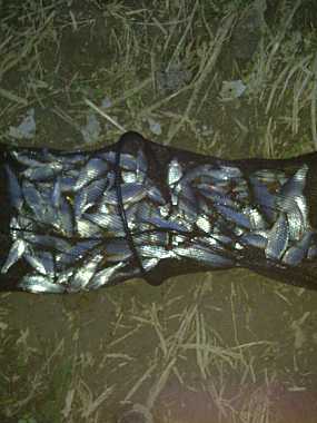 Уклеи и бабушки от 13-ти/петък/...