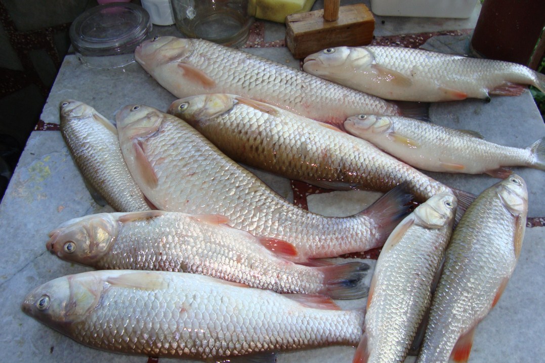 DSC05334 (1077 x 718).jpg