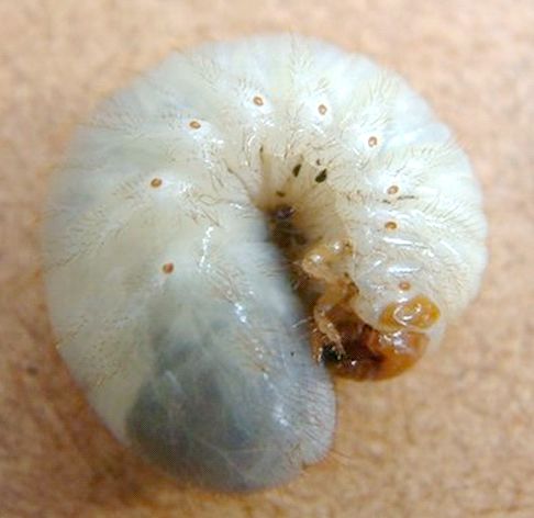 rc-larva[1].jpg