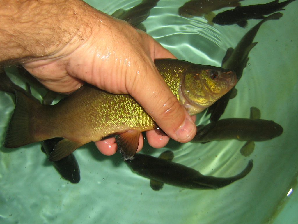 IMG_8015.JPG