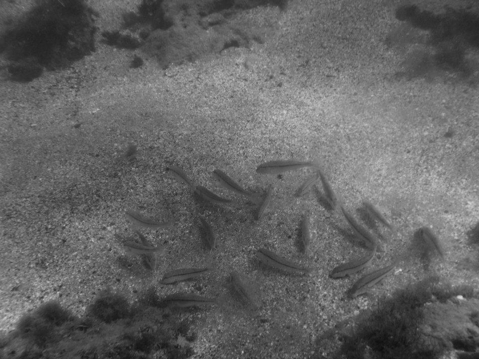 552408_475554069122682_1482177252_n[1].jpg