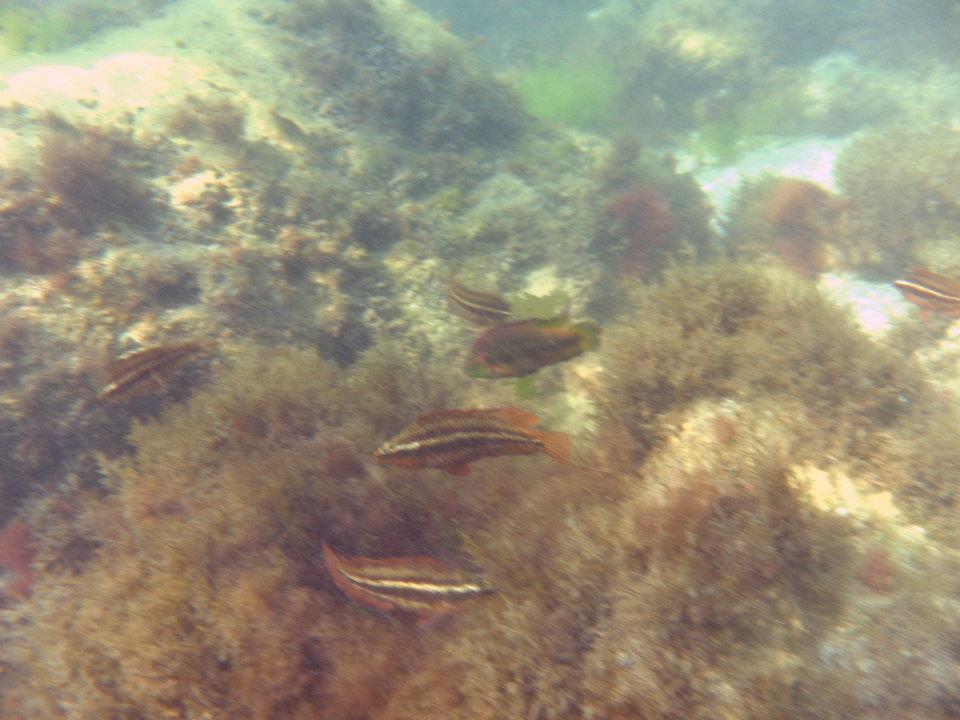 531558_475553815789374_142782069_n[1].jpg