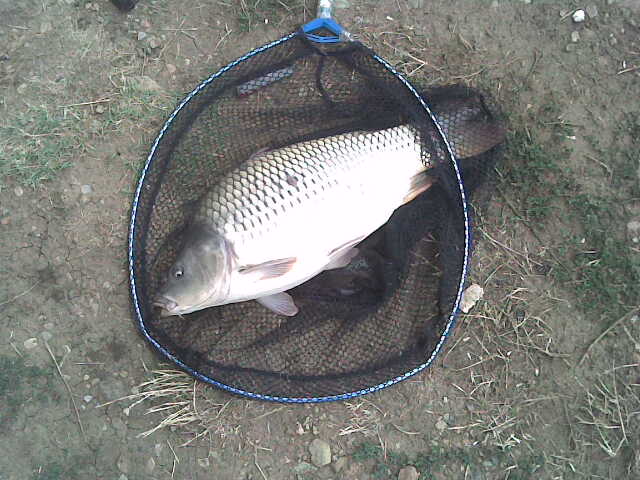 Sharan 6kg..jpg