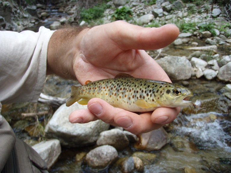 Brown trout 5.JPG