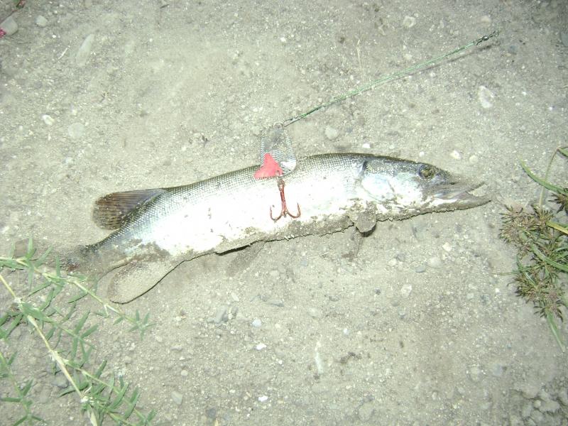 image_507af1499f613.jpg