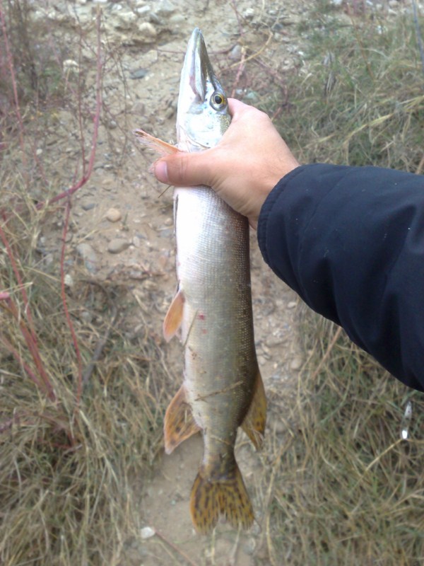 271020121512 [800x600].jpg