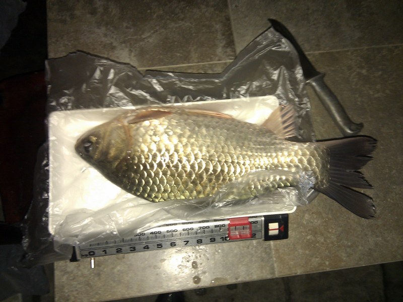 IMG_20130406_202055_800x600.jpg