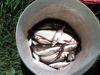 IMG00612-20130804-1312.jpg