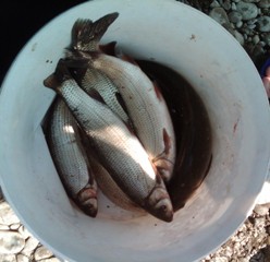 IMG00634-20130818-1238.jpg
