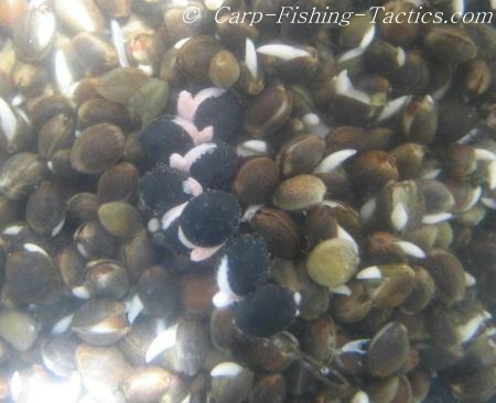 complex-carp-rig-hidden.jpg