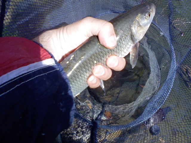 Върхът на пръчката започна да ми закача ботушите и...ето този красавец!