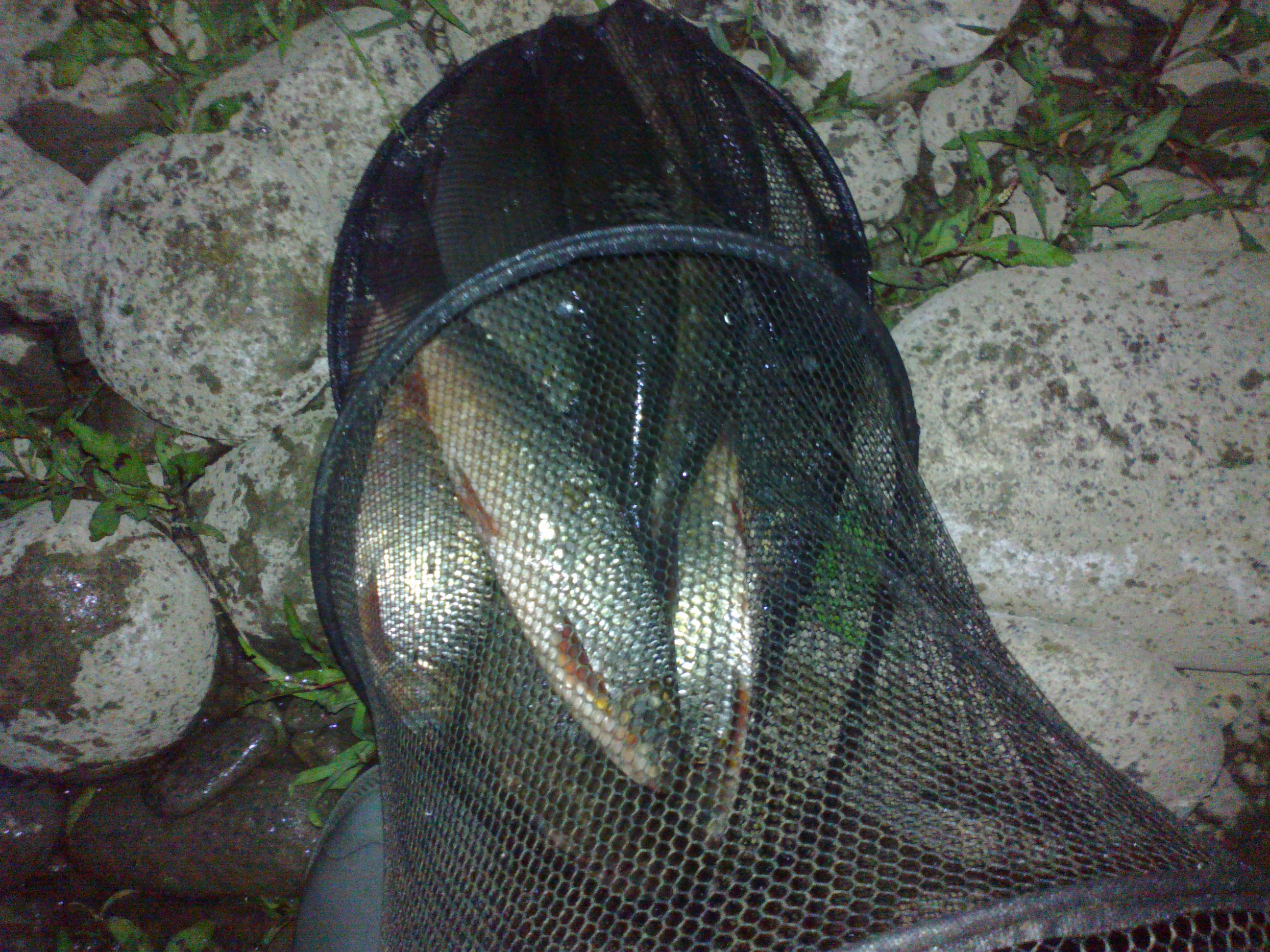 100920141274.jpg