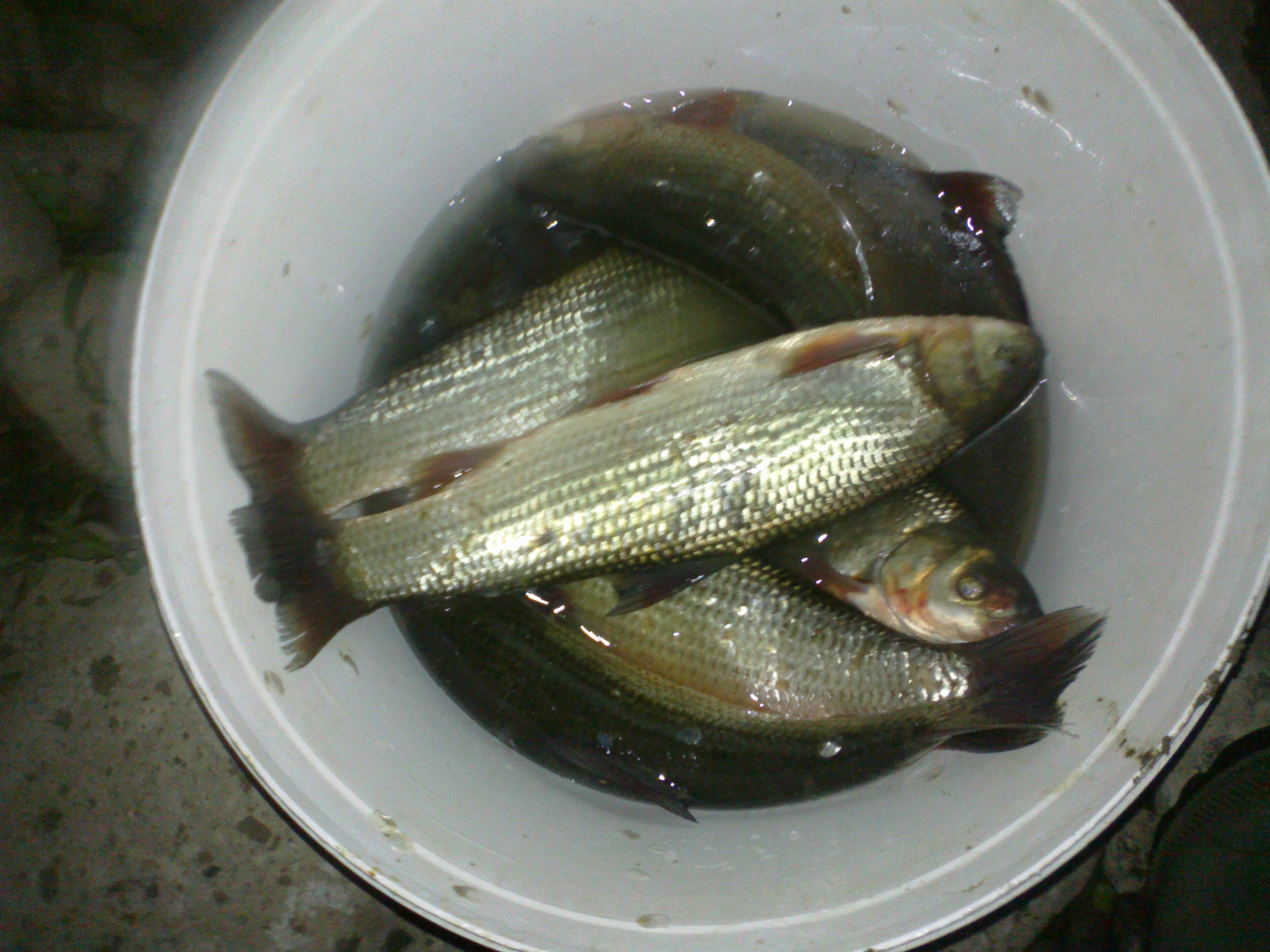 100920141275.jpg