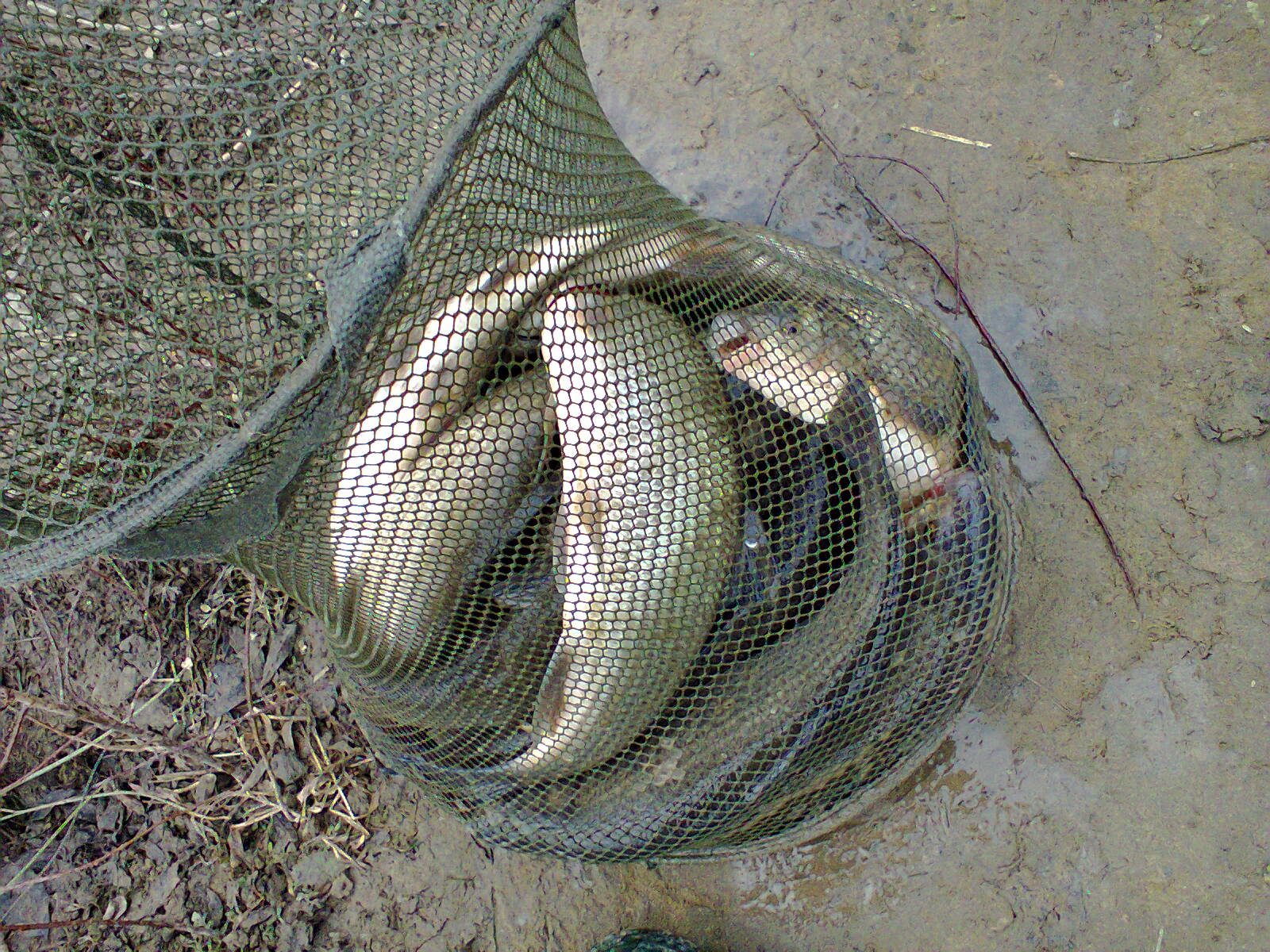 Снимка0086.jpg