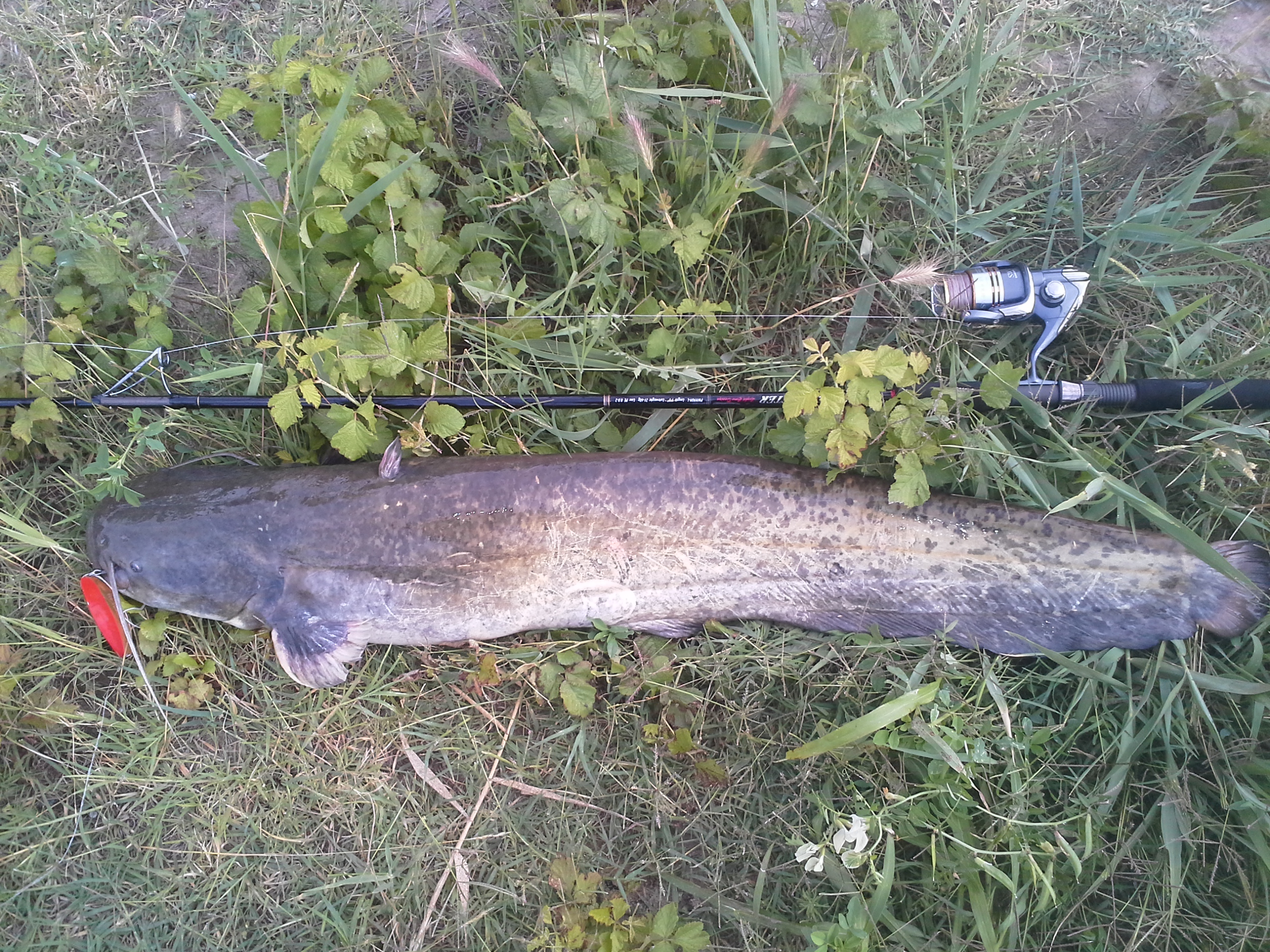 20150608_191215.jpg