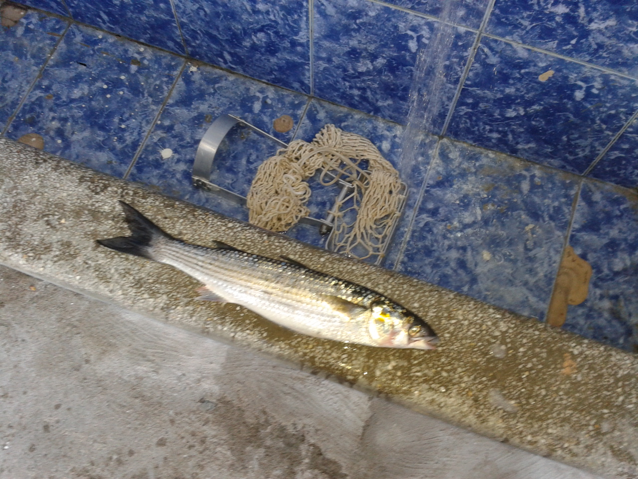 fish1.jpg