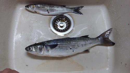 jdv1435237226u (1).jpg
