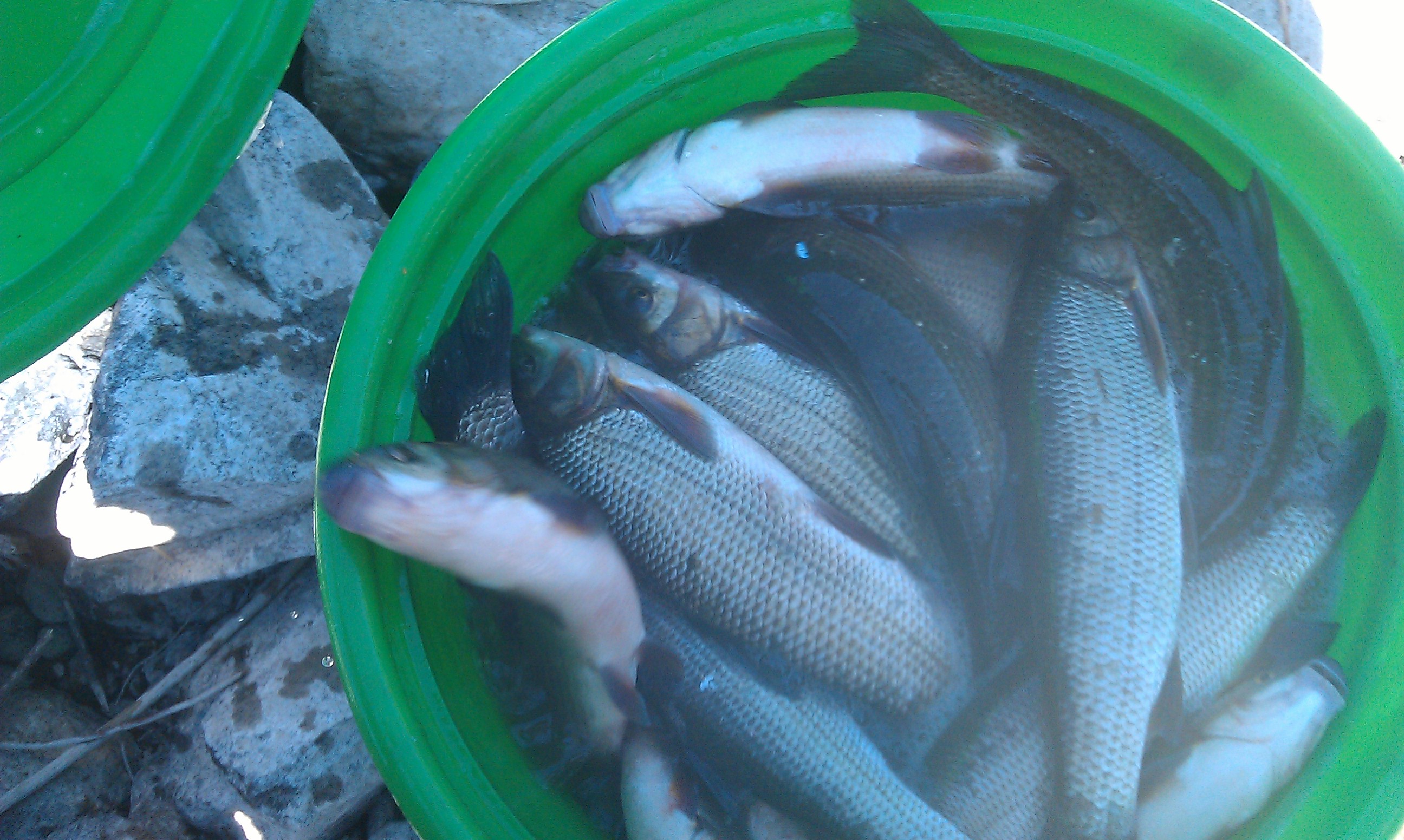 IMAG0041.jpg