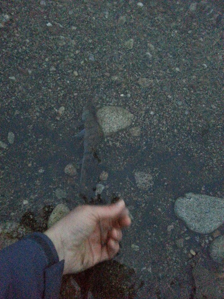 12167773_10205078703313496_859506175_n.jpg