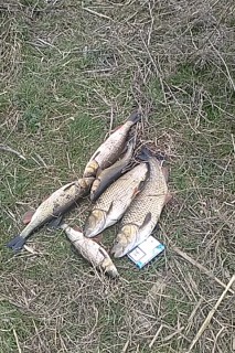 IMG_20160303_145638_1.jpg