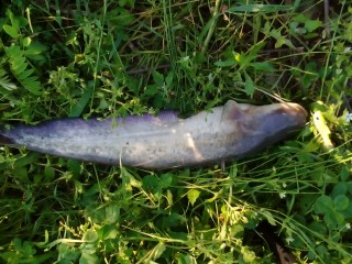 IMG_20160601_072147.jpg