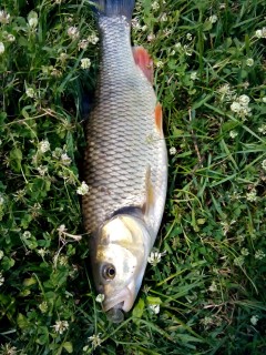 IMG_20160601_150931.jpg