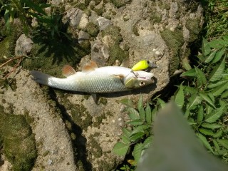 20160622_105215.jpg