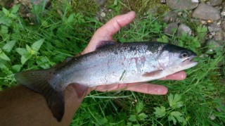 IMG_20160625_202256.jpg