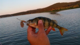 IMG_20160713_202902.jpg