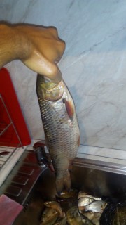 IMG_20160723_170510.jpg