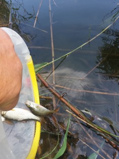 обратно във водата