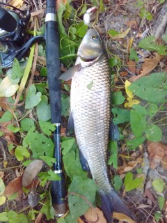 IMG_20160826_144634.jpg