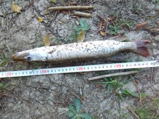 IMG_20160827_182655.jpg