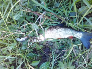 IMG_20160922_173710.jpg