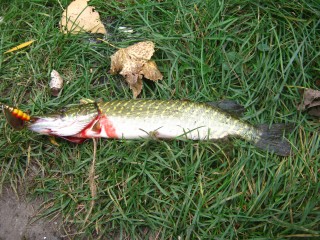 IMG_5597.JPG