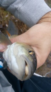 IMG_20161127_095014.jpg