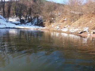 Бъбрека