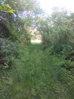 IMG_20170604_190736.jpg