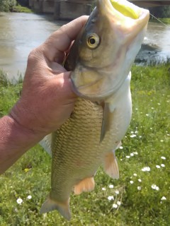 IMG_20170605_151903.jpg
