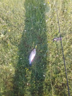 IMG_20170607_081608.jpg