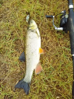 IMG_20170703_174218.jpg