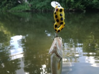 IMG_20170709_165950.jpg