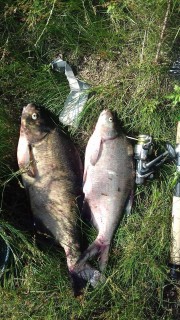 received_1382104485200807.jpeg (502.5 KiB) Преглеждано 7683 пъти Здравейте!!! Тези приличли платики ги ловим в Полша. Интересно е че, кълвът на царевица...