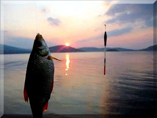 Риболов на червеноперка!.mp4_20210712_220713.570.jpg