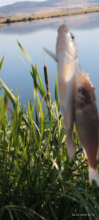 IMG_20250704_071559.jpg