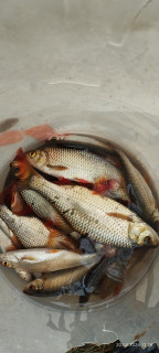 Улова от днес