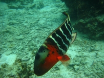 IMG 0867
